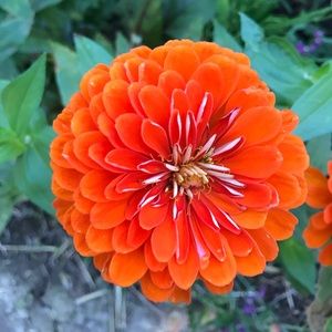 Meet your Posher, Xenia